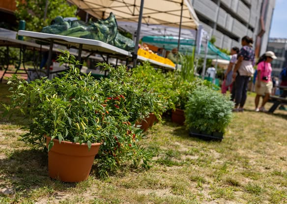 Lowell Farmers' Market at Community Teamwork
